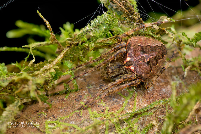 Orb web spider (Neoscona sp.) - DSC_5102