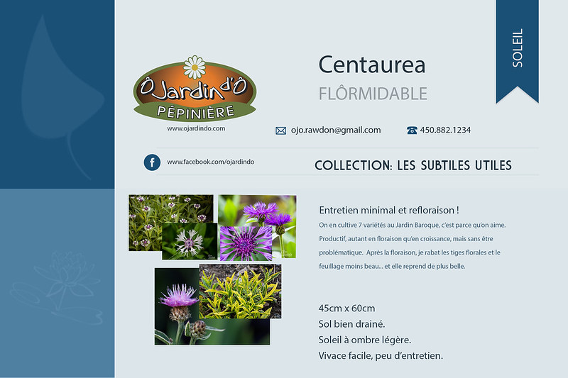 Centaurea - subtile utile 16666484517_305bd1f6b2_c