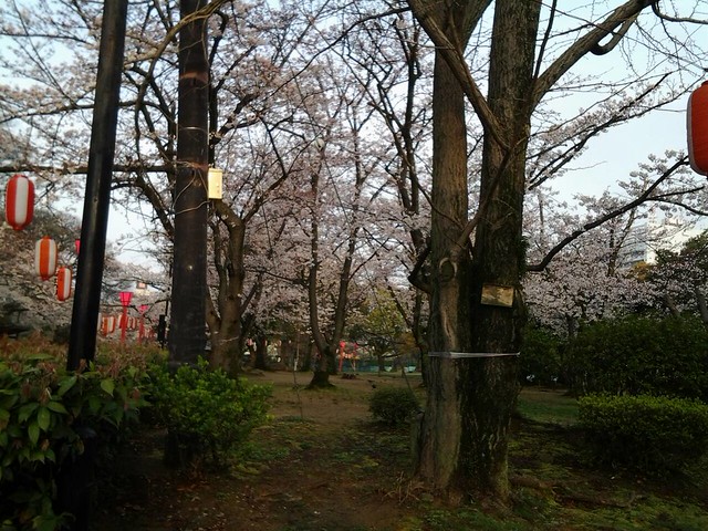 9803和歌山城的櫻花
