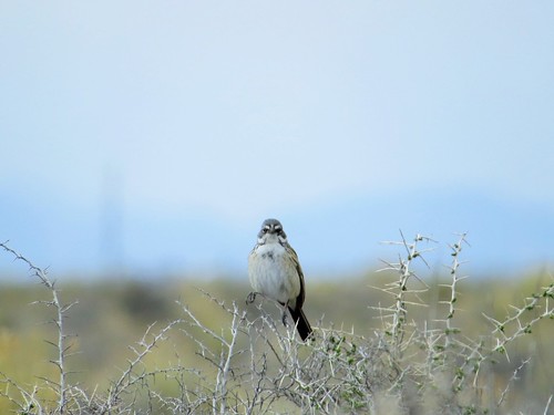 bird birds alamosacolorado sagebrushsparrow