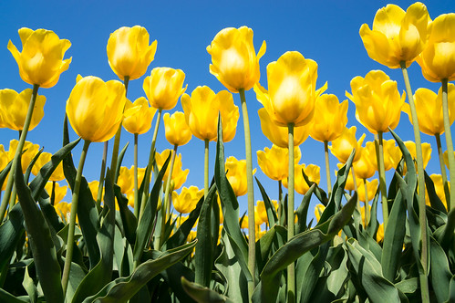 flower yellow japan spring tulips tulip 日本 niigata 花 春 新潟 チューリップ