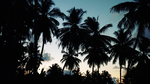 sunset dawn dusk palm palmtree shade maldives
