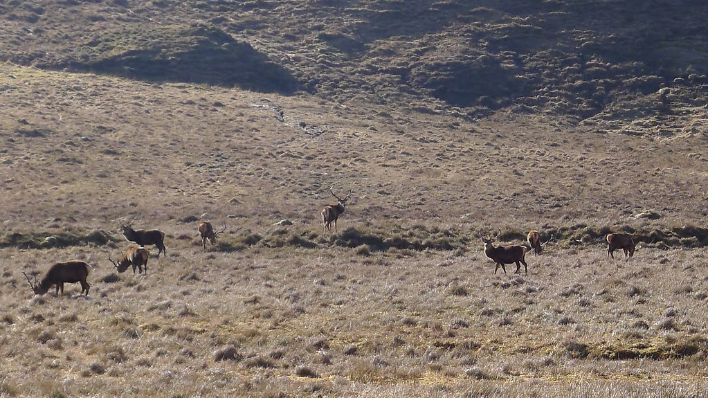 Deer near the Pollan Buidhe