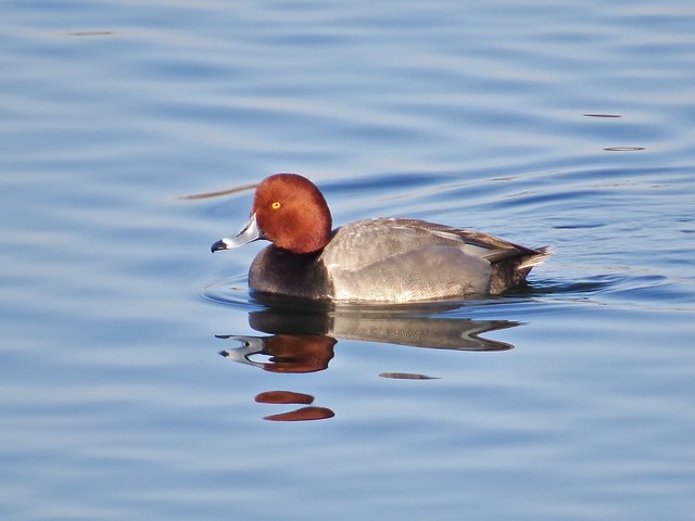 Redhead at Lake Bloomington in McLean County, IL 02