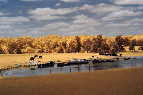 trees field clouds pond cattle pasture infrared wade colorswap fullspectrum r25a