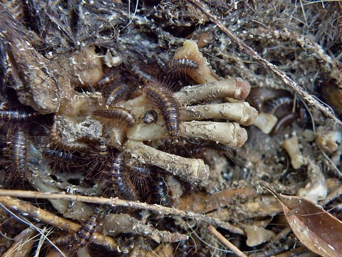 dermestesmaculatus insectos escarabajos beetles larvas larvae olympussp570uz