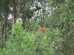 Ibis rouge - Photo of Sinnamary