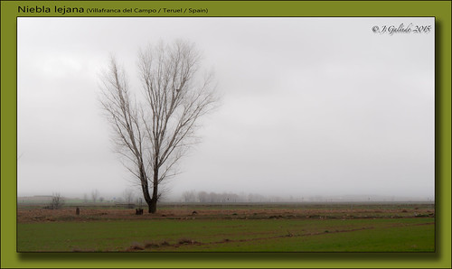 españa naturaleza tree verde green primavera fog arbol spring spain árboles wheat prairie moor niebla teruel trigo páramo aragón pintoresco joaquíngalindomilián
