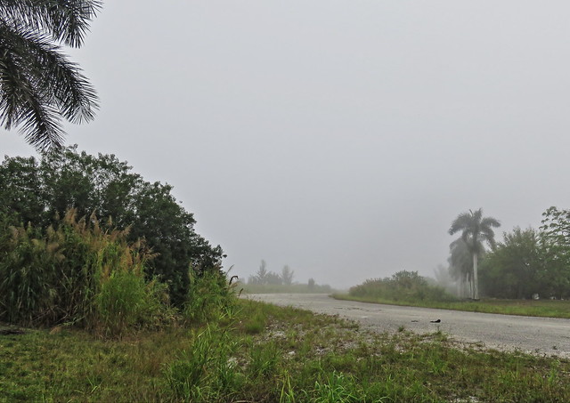 Miramar Parkway in fog 20150325