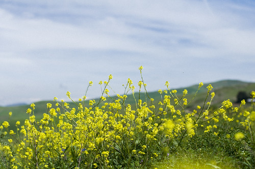 sky yellow countryside dof rapeseed colza 50f14 nikond90 vicari vsco