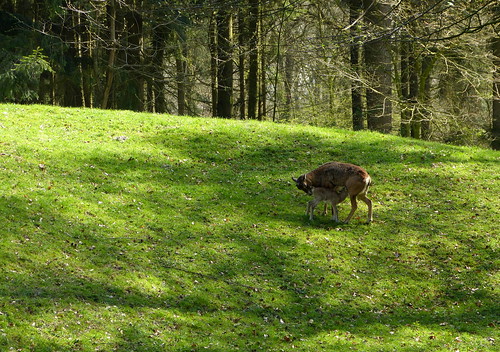 nature landscape wildlife landschap mouflon anholterschweiz mufflon moeflon 1210191 biotopwildpark panasonicdmcfz150