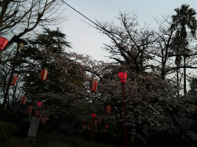 9804和歌山城的櫻花