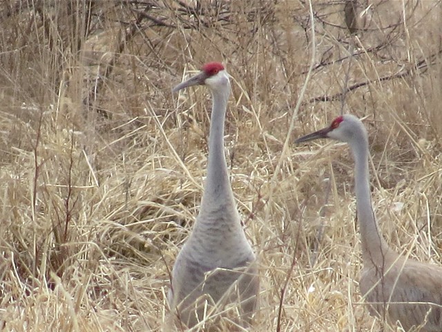 Sandhill Crane at the Kenneth L. Schroeder Wildlife Sanctuary in McLean County, IL 06