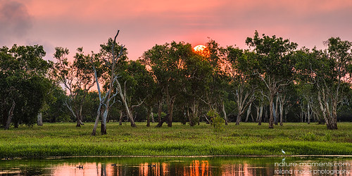 trees sunset water yellow gum sundown australia roland kakadu australien billabong moser bäume northernterritory kakadunationalpark topend eukalyptus naturemoments