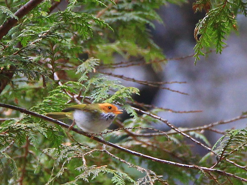 IMG_0031 棕面鶯 Rufous-faced Warbler