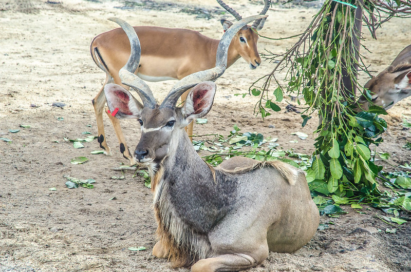 Wild deer in the safari park