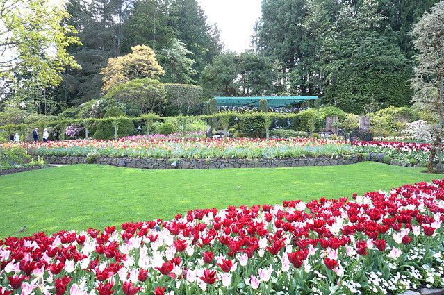 tulip grounds