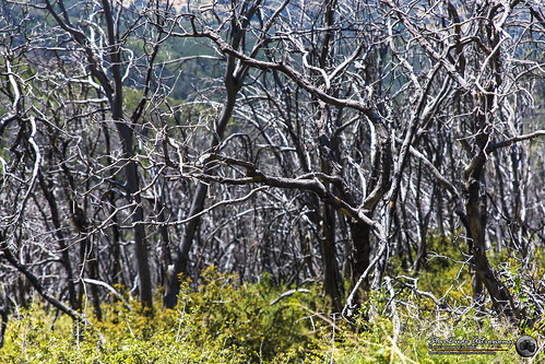 sky mountain plant flower tree beautiful pine landscape fire photography burnt palomar breathtaking