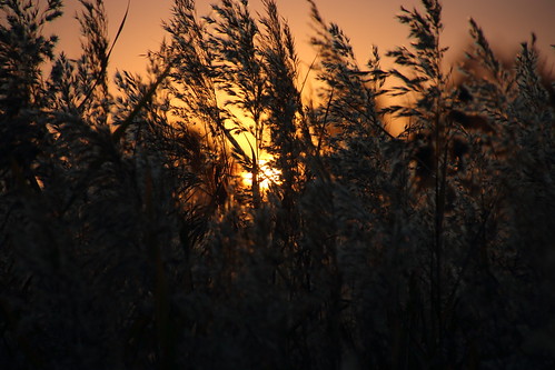 sunset reeds wetlands