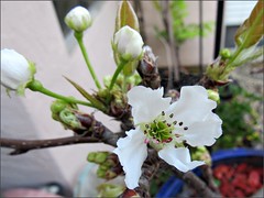 Asian Pear blossoms