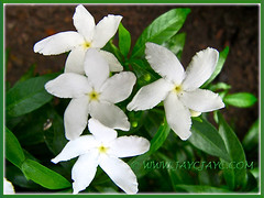 Our Tabernaemontan divaricata (Pinwheel Flower, East Indian Rosebay, Nero’s Crown, Milk Flower), June 6 2013