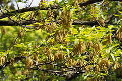 Sawtooth Oak (Quercus acutissima)