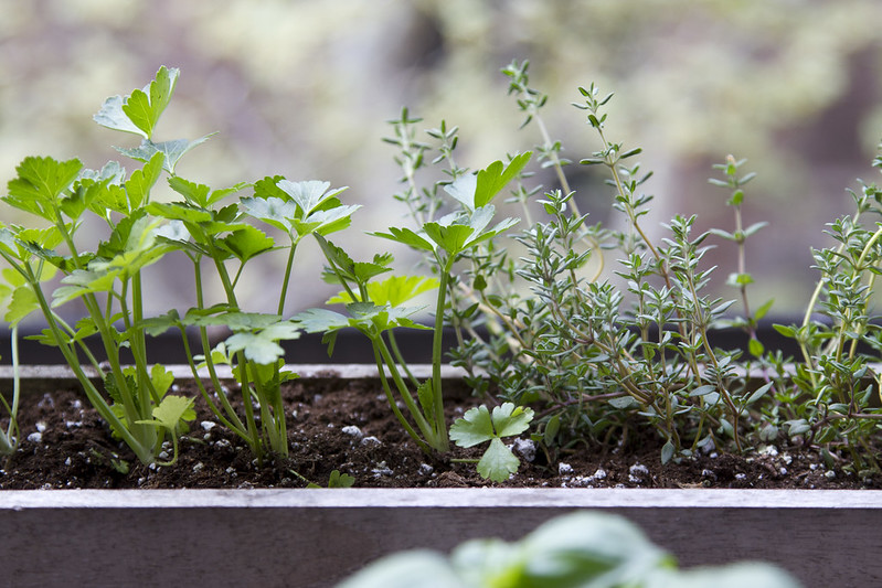 tiny garden: city herbs
