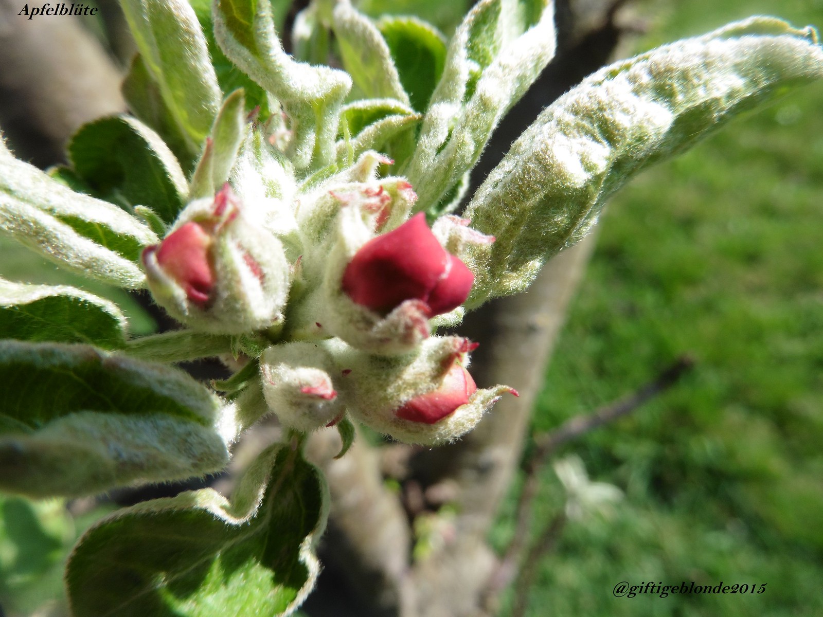 Apfelbüte, Baum 1, April 2014