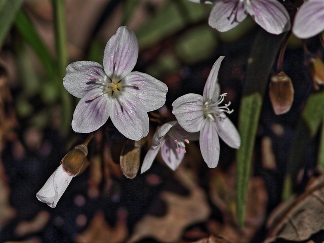 Spring Beauty - Claytonia virginica 2-20150423