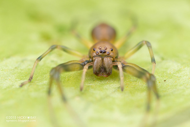 Ant-like sac spider (Utivarachna sp.) - DSC_2962