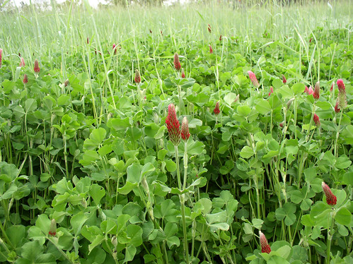 More than 18,000 acres of cover crops have been planned in the five MRBI projects since 2010. Cover crops help improve water quality and soil health and control soil loss. NRCS photo.