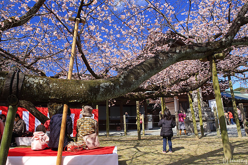 SAKURA at Miyajidake Shrine