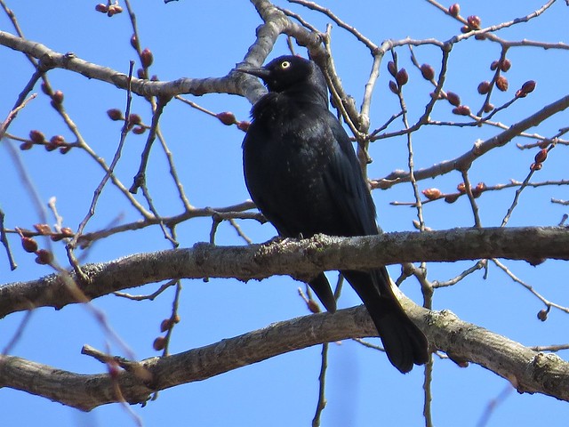Rusty Blackbird at the Kenneth L. Shroeder Wildlife Sanctuary in McLean County, IL 33