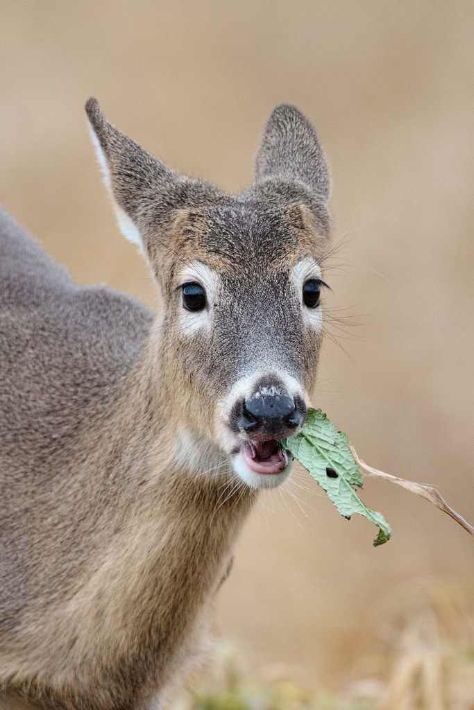 A Columbian white-tailed deer fawn eats a green leaf