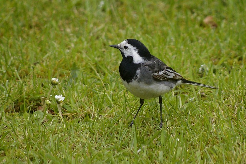 Pied Wagtail 1