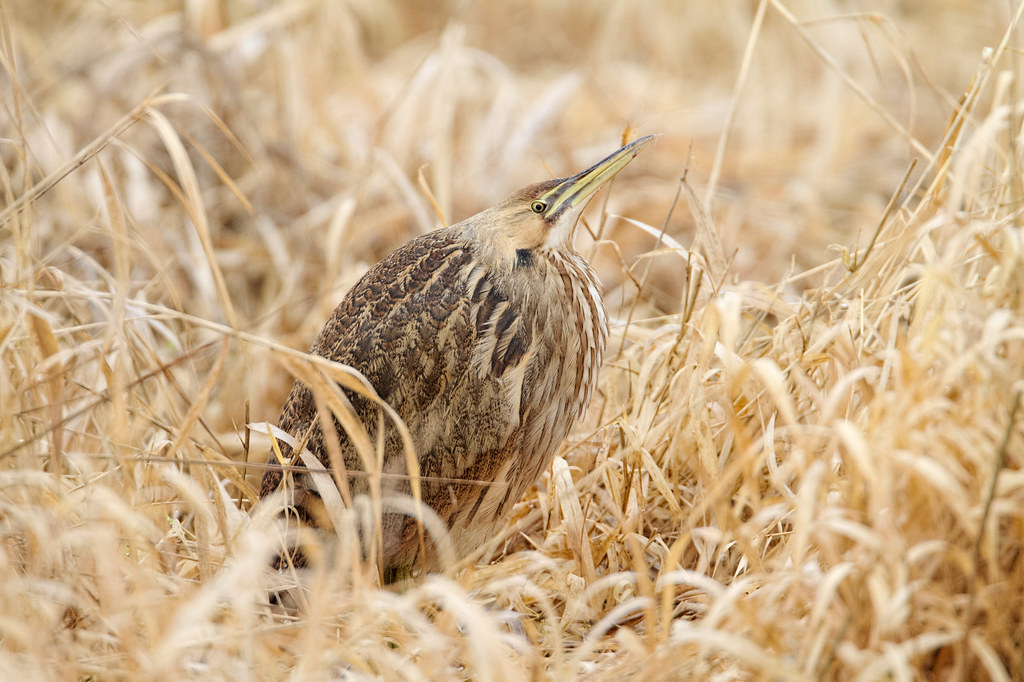 An American bittern sits in dried grasses