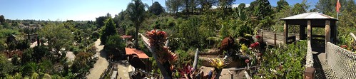 View from the buzzards nest at the quail botanical gardens in Encinitas CA.