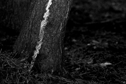 tree forest spring wald baum frühling