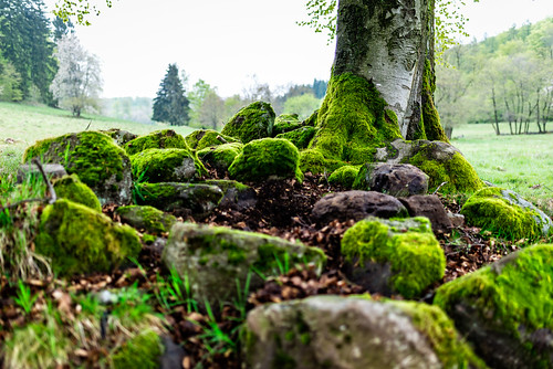 plant color colour tree green rock stone germany de landscape deutschland moss hessen pflanze grün baum landscapephotography steinau steinauanderstrase