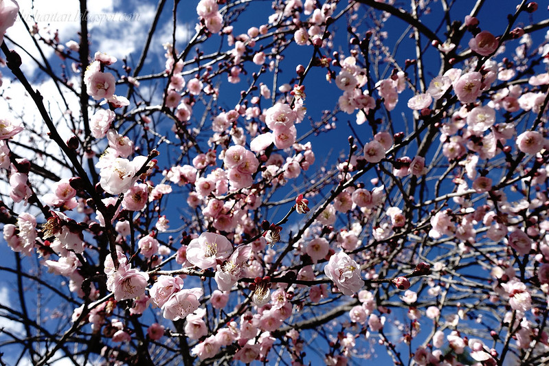 Plum Blossoms 2  (梅花)