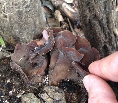 Mushroom Wood's Ear