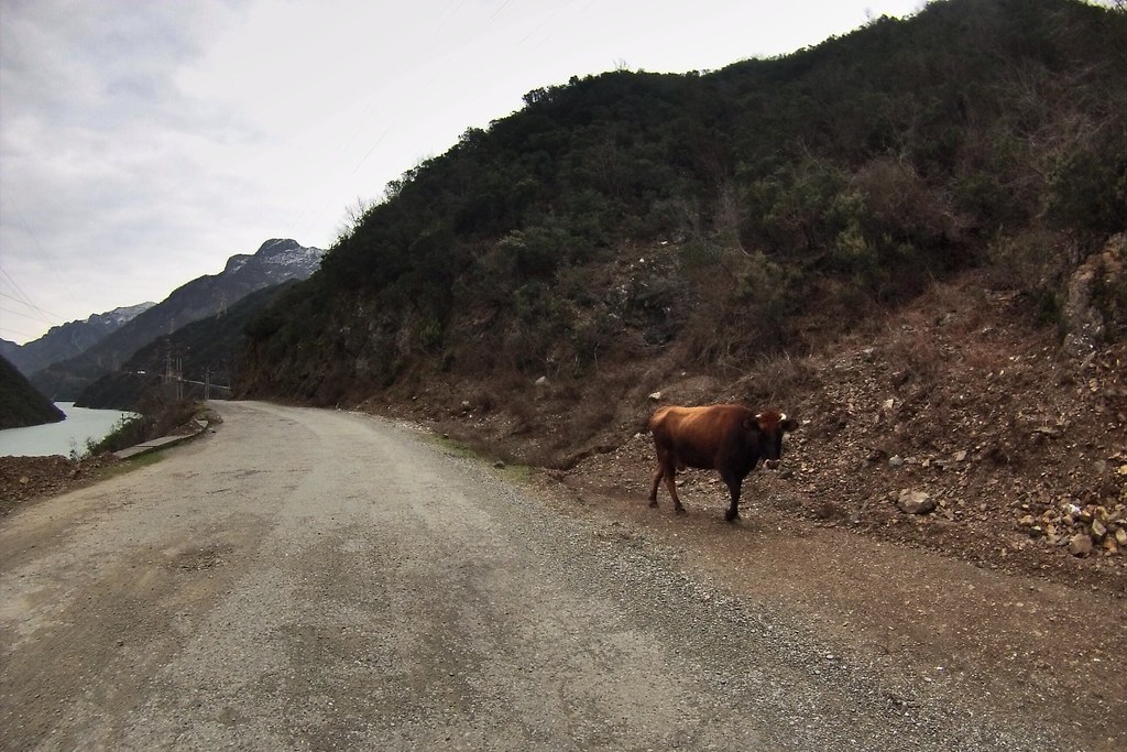 Cow in Albania