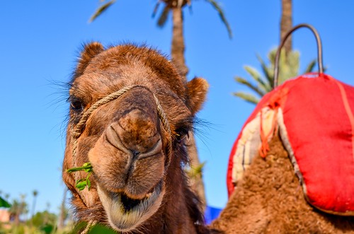 Camel Ride, Marrakech