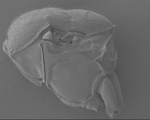 Figure 5. SEM micrograph of the mesosoma of Aphanogmus sp. (Ceraphronoidea: Megaspilidae) showing clearly that the posteroventral region of the mesosoma is composed of a single sclerite.., lateral view, anterior to the left. 