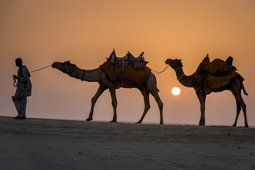 india dunes camels jaisalmer rajasthan kanoi