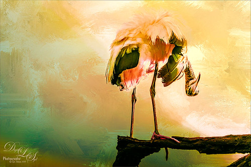 Image of a Wood Stork