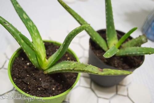 Clearance Aloes