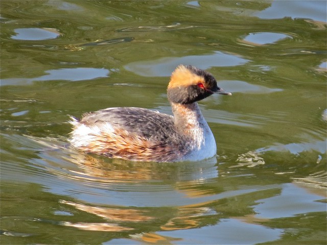 Horned Grebe at Lake Bloomington in McLean County, IL 01