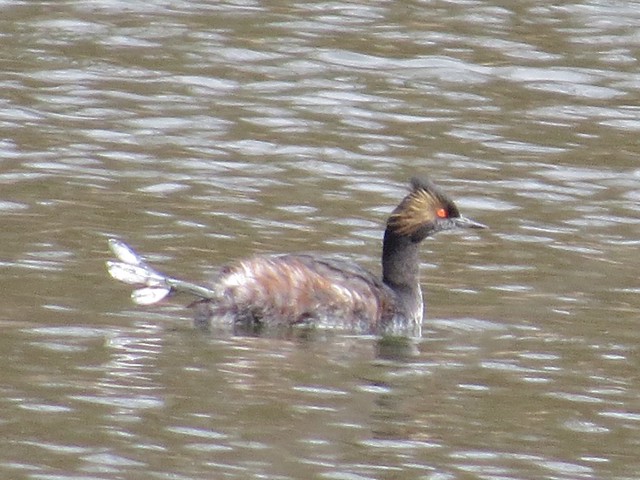 Eared Grebe at Evergreen Lake in McLean and Woodford County 07