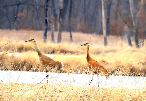county cardinal crane reis iowa larry marsh sandhill winneshiek